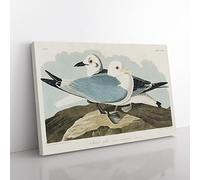 Two Kittiwake Gulls By John James Audubon Vintage Canvas Wall Art Print Ready to Hang, Framed Picture for Living Room Bedroom Home Office Décor, 60x40 cm (24x16 Inch)