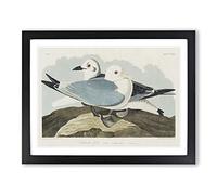 Two Kittiwake Gulls By John James Audubon Vintage Framed Wall Art Print, Ready to Hang Picture for Living Room Bedroom Home Office Décor, Black A3 (46 x 34 cm)