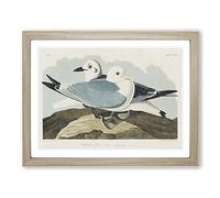 Two Kittiwake Gulls By John James Audubon Vintage Framed Wall Art Print, Ready to Hang Picture for Living Room Bedroom Home Office Décor, Oak A2 (64 x 46 cm)