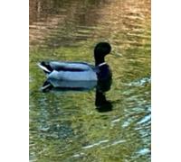 Two Mallards in lake Gratitude Notebook: hardcover 8.5 x 11 lined 100 page notebook wildlife birds in lake with marsh scene