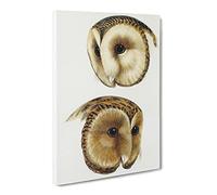 Two Owls By John Gould Canvas Print | Gallery Wrapped 30mm Frame Wall Art | 24x16 inches | Ready to Hang | Retro Bird Picture | Living Room Bedroom Lounge Office