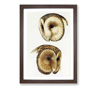 Two Owls by John Gould Framed Print | A2 Walnut Framed Wall Art | Ready to Hang | Modern Animal Picture | Living Room Bedroom Lounge Office