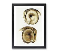 Two Owls By John Gould Vintage Framed Print | A4 Black Framed Wall Art | Ready to Hang | Classic Animal Picture | Living Room Bedroom Lounge Office