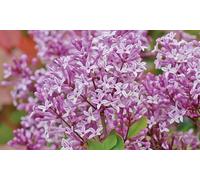 Two Scented Lilac Palibin 9cm Pot Plants