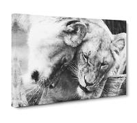Two Snuggling Lions Canvas Print | Gallery Wrapped 30mm Frame Wall Art | 20x14 inches | Ready to Hang | Modern Animal Picture | Living Room Bedroom Lounge Office