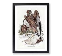 Two Square-Tailed Kites by Elizabeth Gould Framed Print | A2 Black Framed Wall Art | Ready to Hang | Modern Nature Picture | Living Room Bedroom Lounge Office