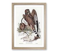 Two Square-Tailed Kites by Elizabeth Gould Framed Print | A2 Oak Framed Wall Art | Ready to Hang | Modern Nature Picture | Living Room Bedroom Lounge Office