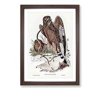 Two Square-Tailed Kites by Elizabeth Gould Framed Print | A2 Walnut Framed Wall Art | Ready to Hang | Modern Nature Picture | Living Room Bedroom Lounge Office