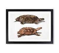 Two Terrapins by John Edward Gray Framed Print | A2 Black Framed Wall Art | Ready to Hang | Modern Nature Picture | Living Room Bedroom Lounge Office