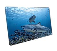 Two Tiger Sharks Swimming Around Fish Close To The Sea Floor Dangerous Photography Wall Art Print On Canvas Picture For Home Office Decor 76x51cm (30x20In)