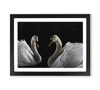 Two White Swans No.2 Modern Framed Print | A4 Black Framed Wall Art | Ready to Hang | Modern Animal Picture | Living Room Bedroom Lounge Office