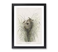 Two Wrens By John James Audubon Vintage Framed Wall Art Print, Ready to Hang Picture for Living Room Bedroom Home Office Décor, Black A3 (34 x 46 cm)