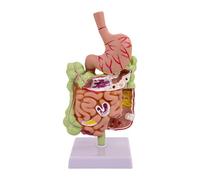 TWTCZOZ Human Stomach Model PVC Human Digestive System Classroom