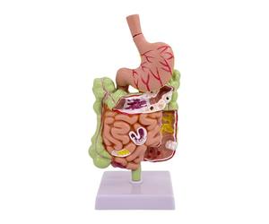 TWTCZOZ Human Stomach Model PVC Human Digestive System Classroom