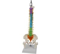 TWTCZOZ Spine Display Human Spine Model Pelvis Skeleton Teaching Aid Educational Model Medium Size Hanging Display suitable for classroom chiropractic practice medical training