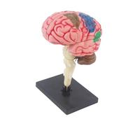 TWTCZOZ Toy Anatomically Model for Neuroscience Learning Study