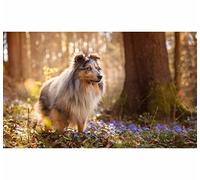 TWYYDP Wooden Adult Puzzles 520 Pieces,Flowers Border Collie Landscape Puzzle,Jigsaw Puzzles for Kids 14+ and Adults