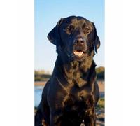 TWYYDP Wooden Puzzles for Adults 520 Pieces,Black Labrador Dog Animal Puzzle,Jigsaw Puzzles for Kids 14+ and Adults