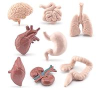 TYCIONG Simulation Human Body Organs Models Educational Toys for Kids 3D Complete Structure Safe PVC Material 8Pcs Human Organ Cognitive Model Toy for Preschool Science (Graphic color)