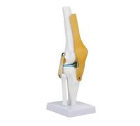 Tyenaza Knee Joint Model, Life Size Human Knee Joint Model with Ligament Simulation for Skeleton Anatomy Study Teach with Ligament Model