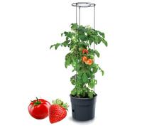 Tymar Tomato Pot, Tomato Pot, Tomato Plant, Tomato Balcony, with Trellis Range, with Water Reservoir (Pack of 1, Diameter 30 cm)