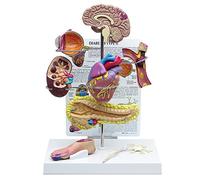 Type II Diabetes Set