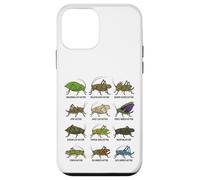 Types of Katydids Scientific Insect Chart Entomology Science Case for iPhone 12 mini