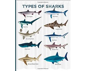 Types Of Sharks: Shark Sketch Book For Kids. Large Shark Drawing Pad Notebook Gift. Cool Shark Book For Drawing. Fire wings Sketch Books. The Gift of Wings. Wings Fire Graphic Sketchbook Gift.