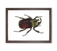 Typhon Beetle By George Shaw Vintage Framed Print | A2 Walnut Framed Wall Art | Ready to Hang | Classic Nature Picture | Living Room Bedroom Lounge Office