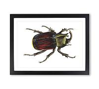 Typhon Beetle By George Shaw Vintage Framed Wall Art Print, Ready to Hang Picture for Living Room Bedroom Home Office Décor, Black A2 (64 x 46 cm)