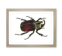 Typhon Beetle By George Shaw Vintage Framed Wall Art Print, Ready to Hang Picture for Living Room Bedroom Home Office Décor, Oak A4 (34 x 25 cm)