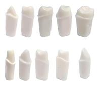 Typodont 200 Prep Crown Teeth 5 Pack for Student Practice Compatible with Nissin Brand Models. (#8 - Pack of 5 Crown prepped Teeth)