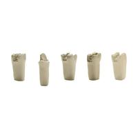 Typodont 860 Prep Crowns and Cavities Teeth 5 Pack for Student Practice Compatible with Columbia Brand Models. (#9 Crown Prep (5 Pack))