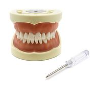 Typodont Model Model Teeth Model Teaching Model Removable Teeth 28/32 Teeth Model / Teeth Model for Teaching Teeth Typodont Teeth Model for Practice