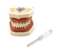Typodont Model Model Teeth Model Teeth Teaching Model With Removable Tooth 28/32 Teeth Model/Set