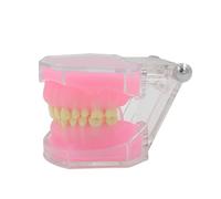 Typodont Teeth Model Completely Detachable Teeth Model Medical Teaching Tool for Teaching Practice and Study Typodont Tool Completely Detachable Gift