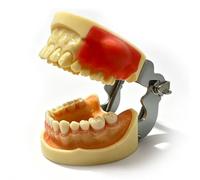 Typodont Teeth Model,Oral Mass Incision and Drainage Model,Adult Teeth Models for Dental Students Demonstration, Teaching and Education(B)