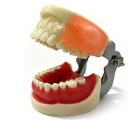 Typodont Teeth Model,Oral Mass Incision and Drainage Model,Adult Teeth Models for Dental Students Demonstration, Teaching and Education(A)