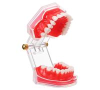 Typodont Teeth Model Removable Resin Plastic Practice Model