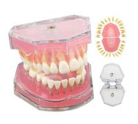 Typodont Teeth Model, Study Teaching Dental Mode with Removable Teeth, Soft Material Standard Dental Model for School Dentals Clinics