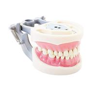 Typodont Teeth Model, with Removable Teeth, Compatible with Kilgore Nissin for Teaching, Study