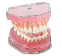 Typodont Teeth Model with Removable Teeth Dental Model Study Teaching Dental Mode