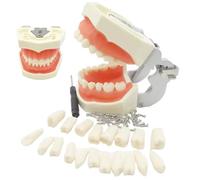 Typodont Teeth Model with Removable Teeth Resin Dental Model for Study Teaching, Decoración del hogar