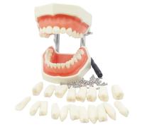 Typodont Teeth Model with Removable Teeth Resin Dental Teaching Model Ideal for Study Practice Demonstration Classroom Learning Dental Students Training Display