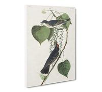 Tyrant Flycatcher Birds By John James Audubon Canvas Print | Gallery Wrapped 30mm Frame Wall Art | 20x14 inches | Ready to Hang | Retro Bird Picture | Living Room Bedroom Lounge Office