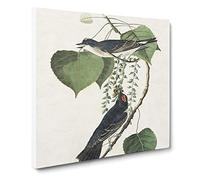 Tyrant Flycatcher Birds by John James Audubon Canvas Print | Gallery Wrapped 30mm Frame Wall Art | 20x20 inches | Ready to Hang | Modern Bird Picture | Living Room Bedroom Lounge Office