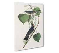 Tyrant Flycatcher Birds by John James Audubon Canvas Print | Gallery Wrapped 30mm Frame Wall Art | 30x20 inches | Ready to Hang | Modern Bird Picture | Living Room Bedroom Lounge Office