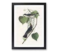 Tyrant Flycatcher Birds by John James Audubon Framed Print | A2 Black Framed Wall Art | Ready to Hang | Modern Nature Picture | Living Room Bedroom Lounge Office