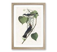 Tyrant Flycatcher Birds by John James Audubon Framed Print | A2 Oak Framed Wall Art | Ready to Hang | Modern Nature Picture | Living Room Bedroom Lounge Office