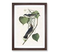 Tyrant Flycatcher Birds by John James Audubon Framed Print | A2 Walnut Framed Wall Art | Ready to Hang | Modern Nature Picture | Living Room Bedroom Lounge Office